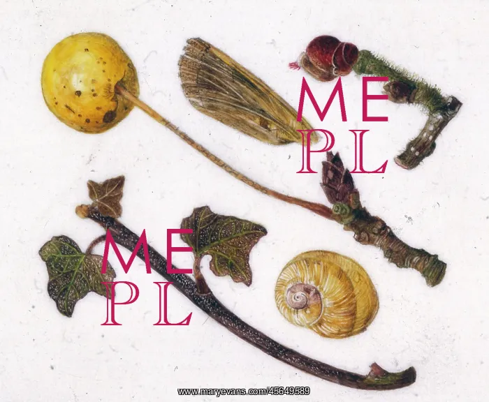 : Leaves, twigs, fruit and snail shell : Leaves, twigs, fruit and snail shell