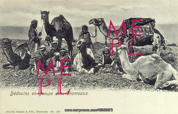  : Lebanon - Bedouins with their camels