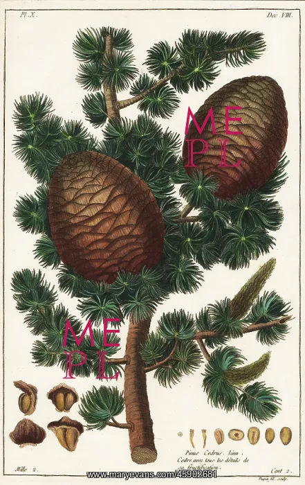 : Lebanon cedar, Cedrus libani : Lebanon cedar, Cedrus libani