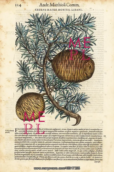 : Lebanon cedar tree, Cedrus libani : Lebanon cedar tree, Cedrus libani