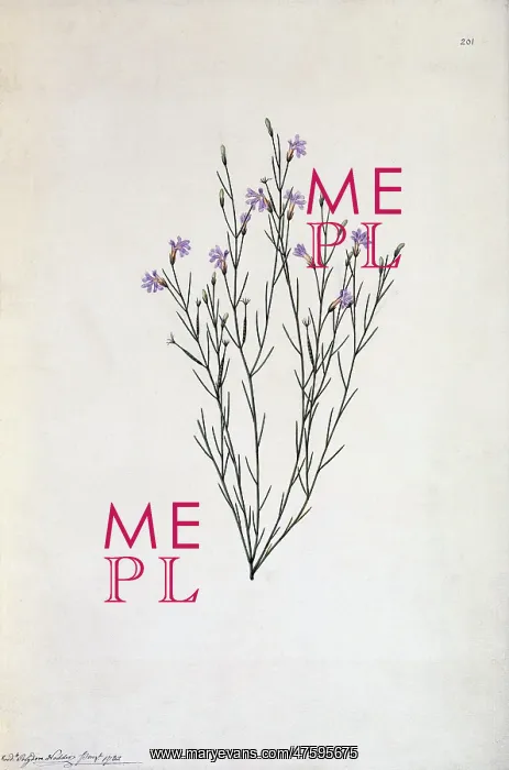 : Lechenaultia filiformis : Lechenaultia filiformis