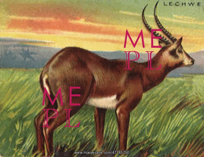  : Lechwe Gazelle