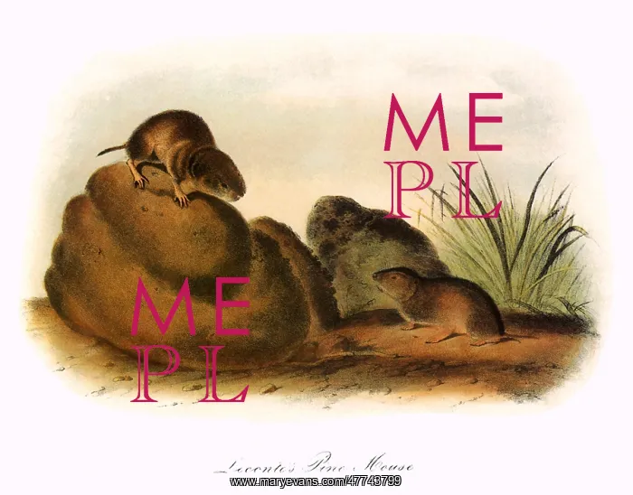 : Leconte's Pine Mouse : Leconte's Pine Mouse