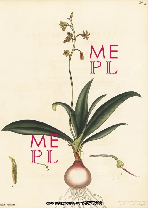 : Ledebouria ovalifolia : Ledebouria ovalifolia