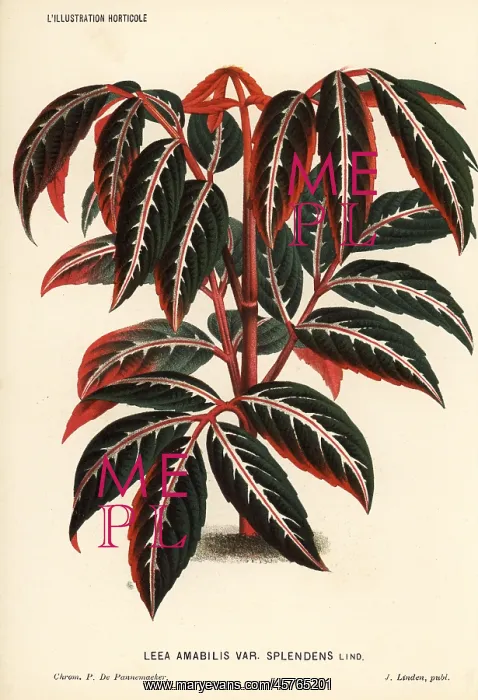 : Leea amabilis foliage plant : Leea amabilis foliage plant