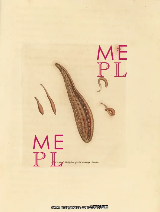 : Leech, Hirudo circulans : Leech, Hirudo circulans