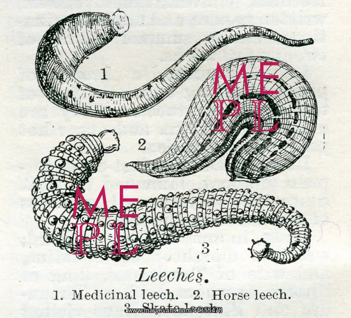  : Leeches