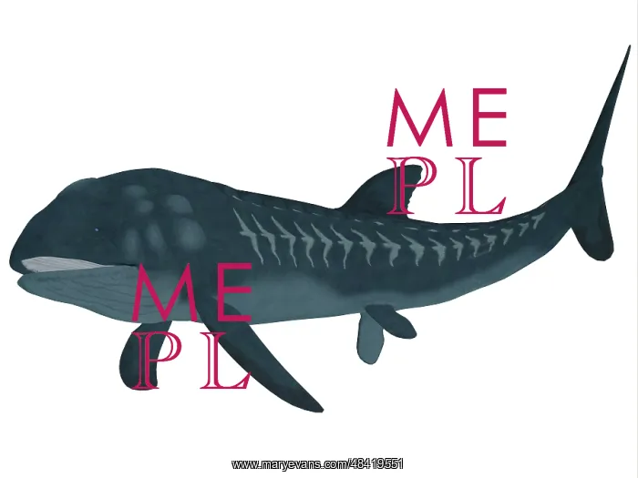 : Leedsichthys is an extinct bony fish from the Mesozoic Era : Leedsichthys is an extinct bony fish from the Mesozoic Era