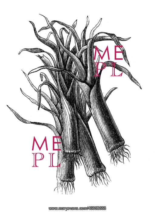 : Leek vegetable : Leek vegetable