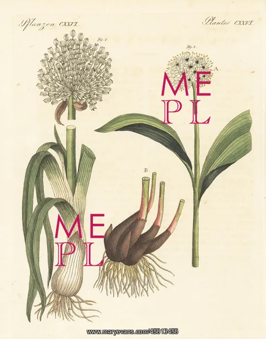 : Leek and victory onion : Leek and victory onion