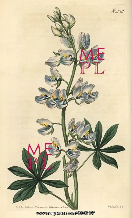 : Lee's blue-flowered tree lupin, Lupinus nootkatensis : Lee's blue-flowered tree lupin, Lupinus nootkatensis