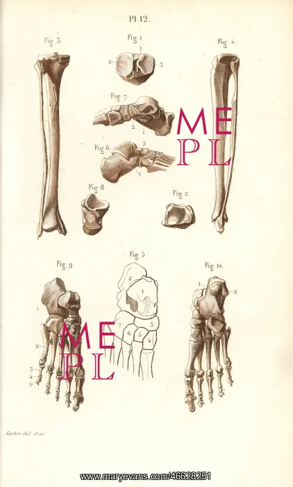 : Leg, ankle and foot bones : Leg, ankle and foot bones