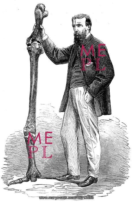 : Leg Bones of the Dinornis Maximus 1865 : Leg Bones of the Dinornis Maximus 1865