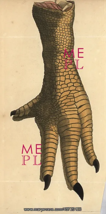 : Leg of a dodo, Raphus cucullatus, Didus ineptus : Leg of a dodo, Raphus cucullatus, Didus ineptus