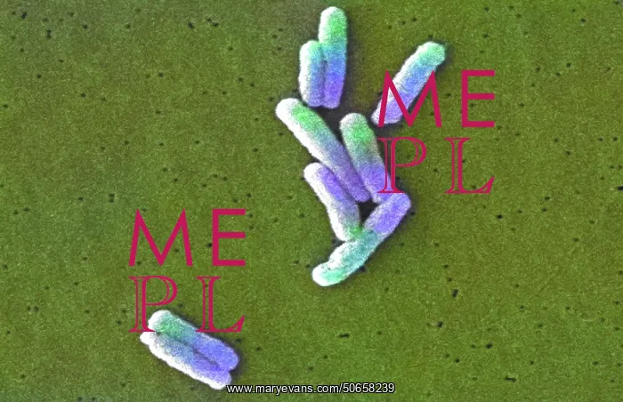  : Legionella pneumophila Bacteria, SEM