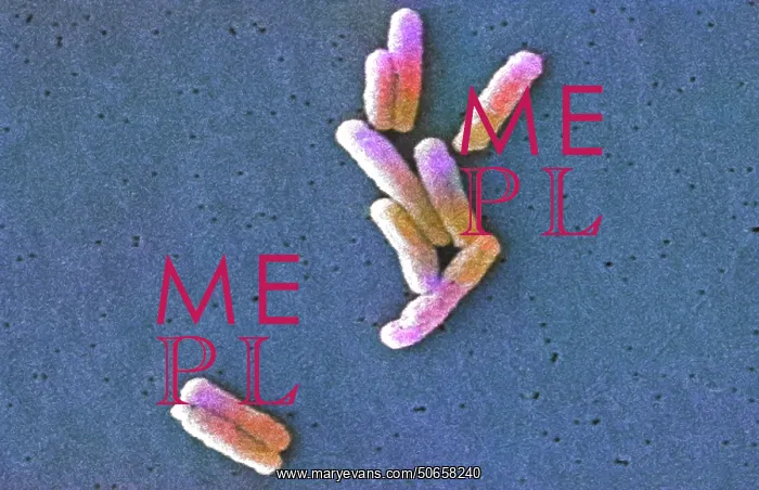 : Legionella pneumophila Bacteria, SEM : Legionella pneumophila Bacteria, SEM