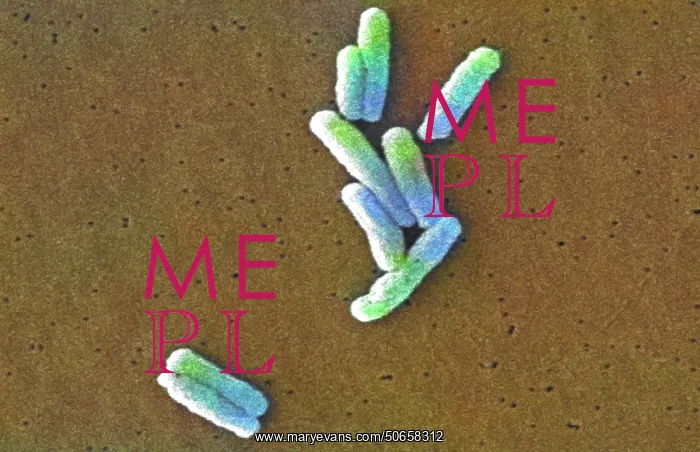 : Legionella pneumophila Bacteria, SEM : Legionella pneumophila Bacteria, SEM