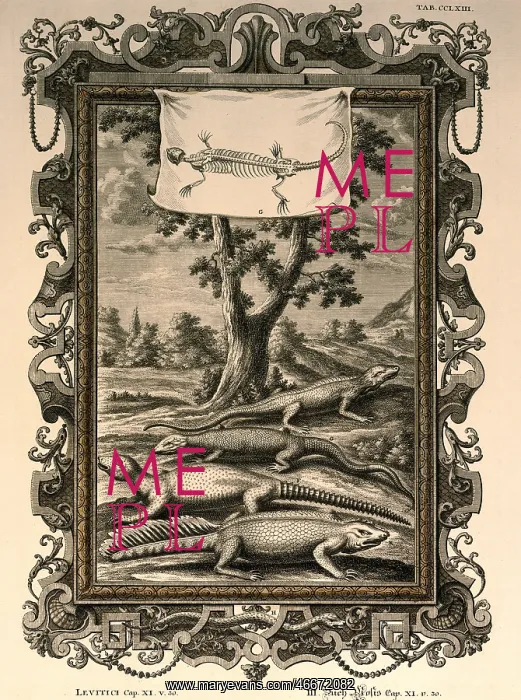  : leguans and lizards