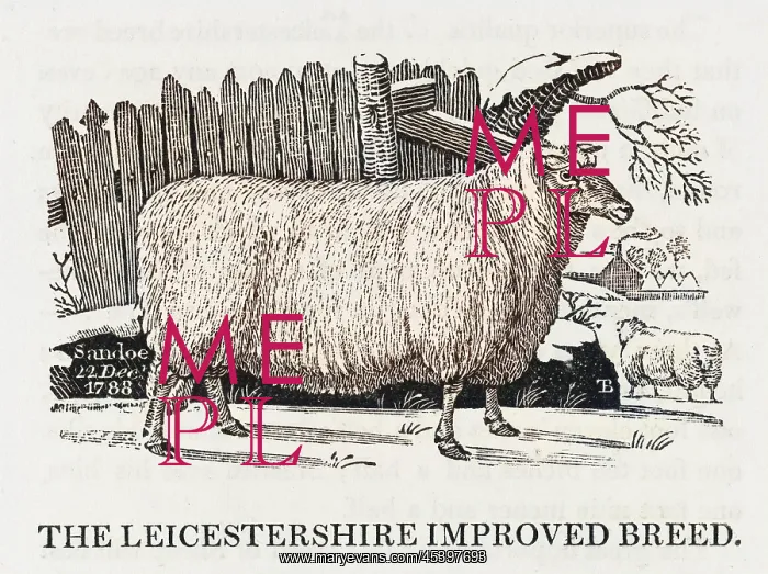  : Leicester Improved breed of sheep