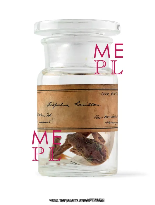 : Leiopelma hamiltoni : Leiopelma hamiltoni