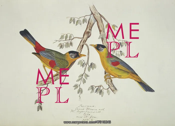  : Leiothrix argentauris, silver-eared mesia