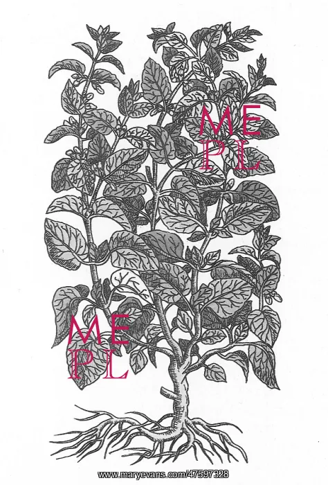 : Lemon Balm : Lemon Balm