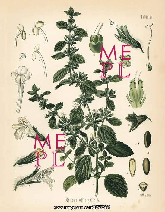 : Lemon balm or balm mint, Melissa officinalis : Lemon balm or balm mint, Melissa officinalis