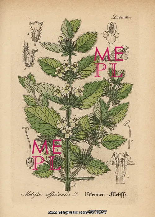 : Lemon balm, Melissa officinalis : Lemon balm, Melissa officinalis
