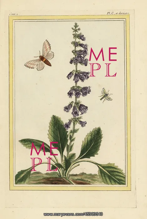 : Lemon balm, Melissa officinalis : Lemon balm, Melissa officinalis