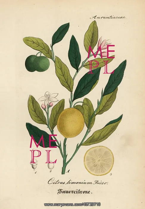: Lemon, Citrus limon : Lemon, Citrus limon