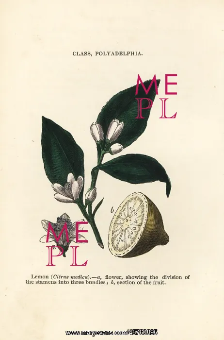 : Lemon, Citrus medica : Lemon, Citrus medica