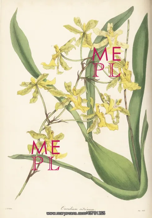 : Lemon-coloured oncidium, Oncidium citrinum : Lemon-coloured oncidium, Oncidium citrinum