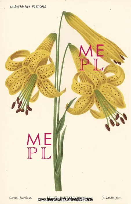 : Lemon lily, Lilium parryi : Lemon lily, Lilium parryi