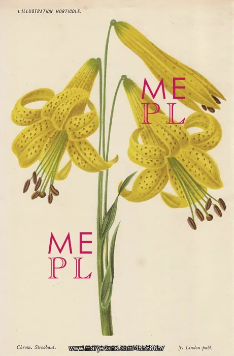 : Lemon lily, Lilium parryis Watson : Lemon lily, Lilium parryis Watson