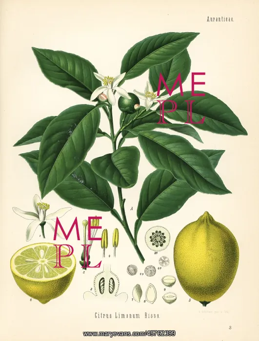  : Lemon tree and fruit, Citrus limon