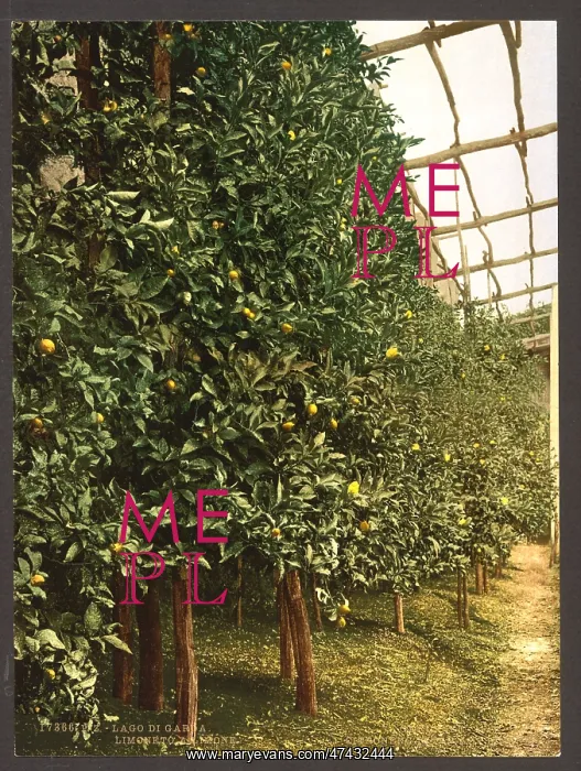 : A lemon tree, Limone, Lake Garda, Italy : A lemon tree, Limone, Lake Garda, Italy