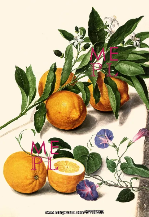 : Lemons and Flowers : Lemons and Flowers
