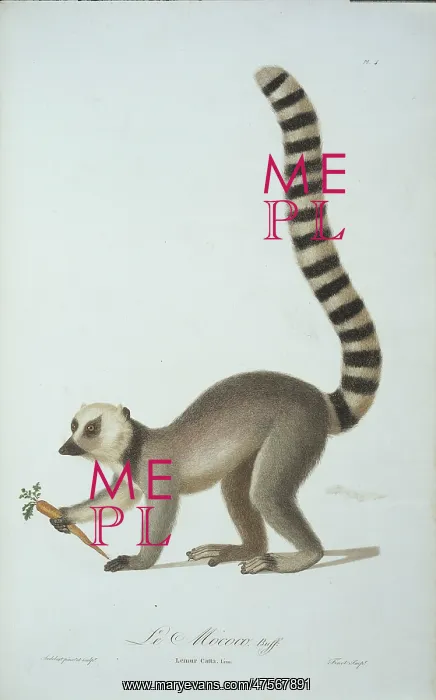: Lemur catta, ring tailed lemur : Lemur catta, ring tailed lemur