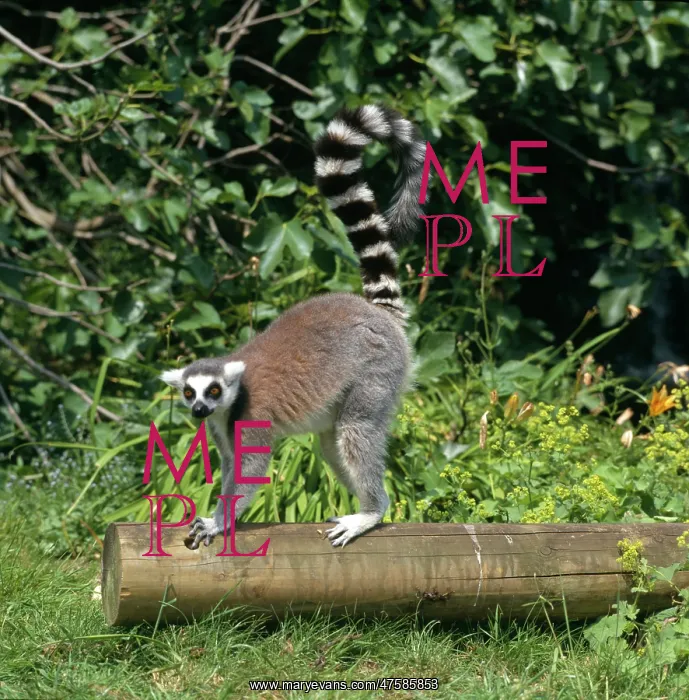 : Lemur catta, ring-tailed lemur : Lemur catta, ring-tailed lemur