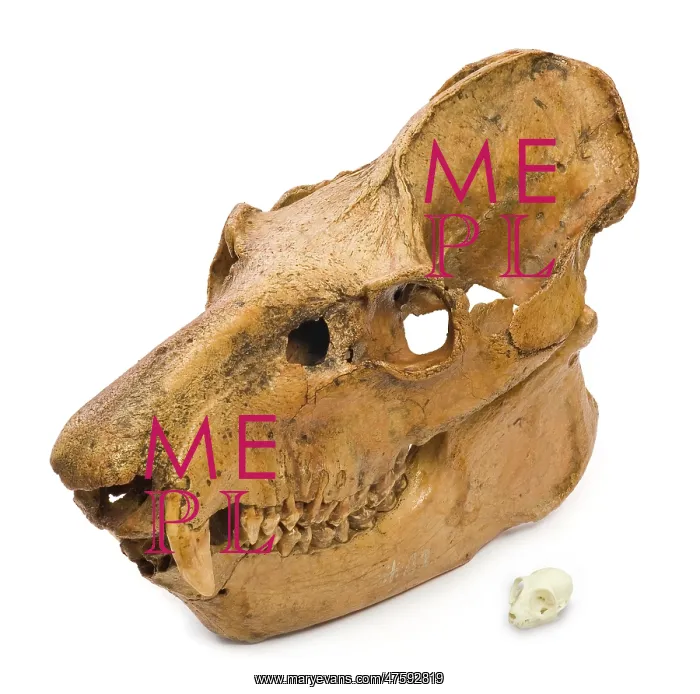 : Lemur skulls from Madagascar : Lemur skulls from Madagascar