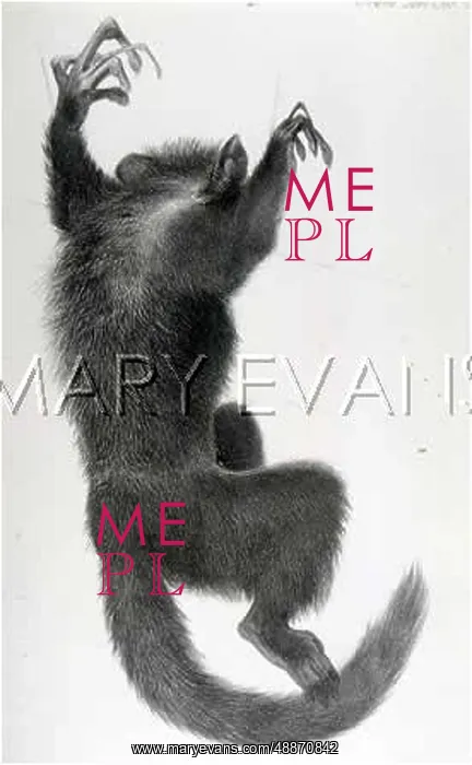 : LEMUR / WOLF / HANHART : LEMUR / WOLF / HANHART