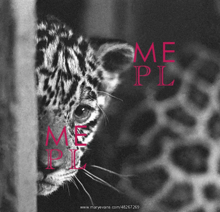 : Leningrad Zoo, 1970 : Leningrad Zoo, 1970