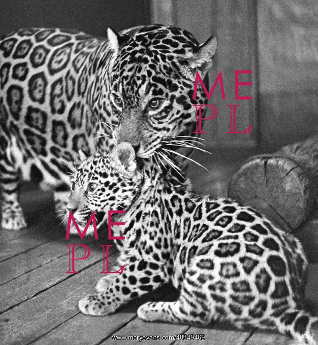 : Leningrad Zoo, 1970 : Leningrad Zoo, 1970