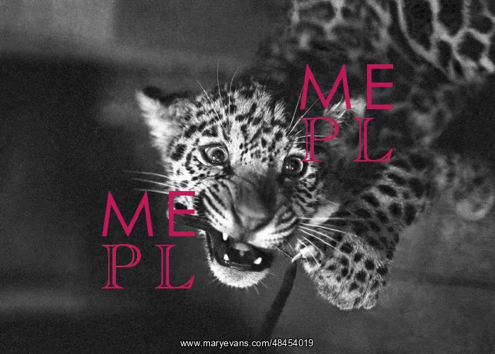 : Leningrad Zoo, 1970 : Leningrad Zoo, 1970