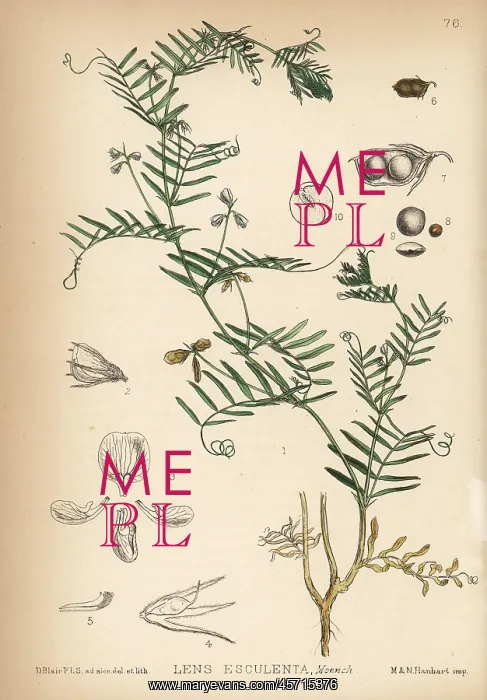 : Lentil, Lens culinaris : Lentil, Lens culinaris