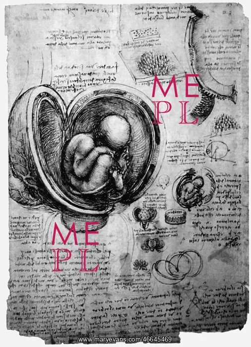 : Leonardo da Vinci, anatomical studies : Leonardo da Vinci, anatomical studies