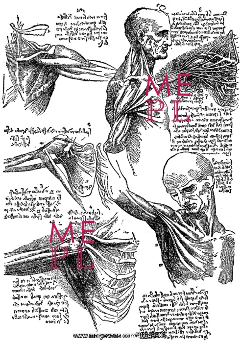 : Leonardo da Vinci, anatomical studies : Leonardo da Vinci, anatomical studies