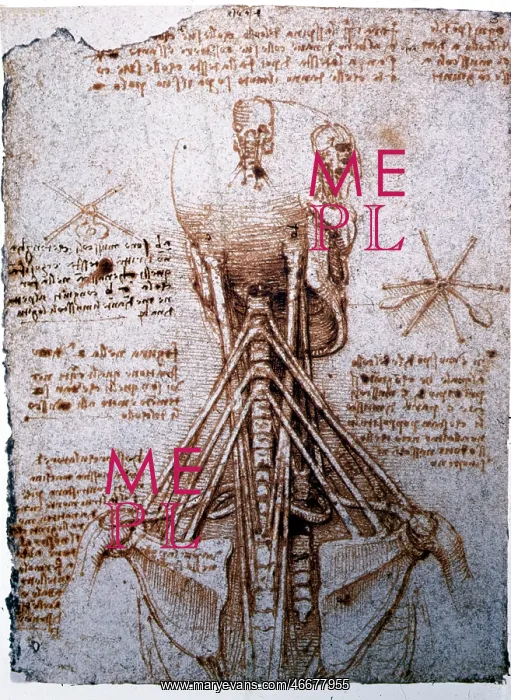 : Leonardo da Vinci, anatomical study : Leonardo da Vinci, anatomical study