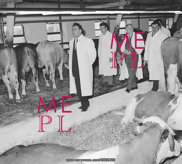 : Leonid Brezhnev - farm - cows - cowshed : Leonid Brezhnev - farm - cows - cowshed