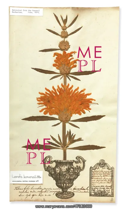 : Leonotis leonurus, Lion's tail : Leonotis leonurus, Lion's tail